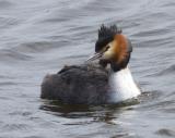 The Great-Crested Grebe is an excellent swimmer and diver, the young able to do so almost immediately after hatching. The adults are unmistakable in summer with bright rusty colors on their head and neck. The hatchlings are striped black and white, much like a zebra. It is the largest grebe in europe.The species was almost hunted to extinction in the 19th century, but thanks to the RSPB, it is now a common sight.